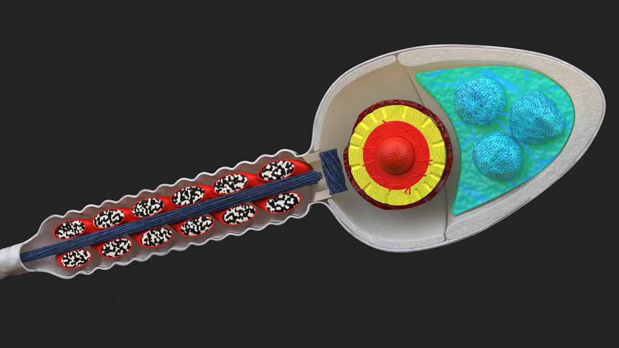 Cross-Sectional Spermotozoa 3D