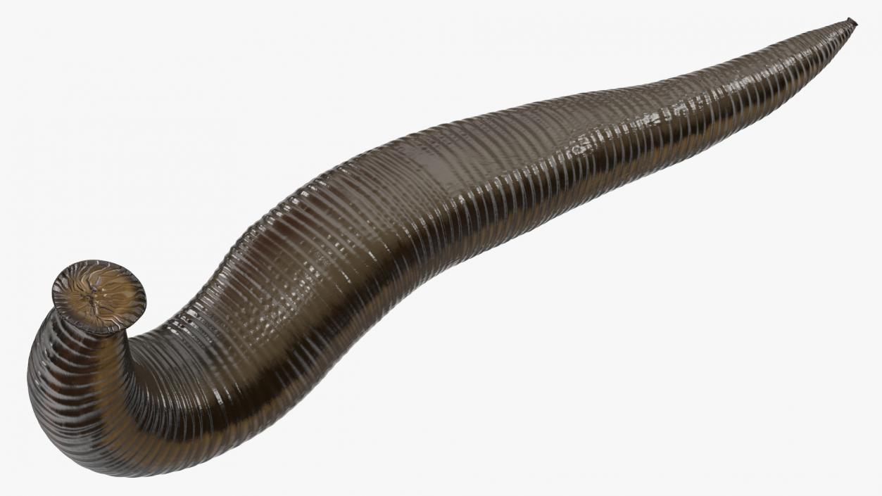 3D European Medicinal Leech Crawling model