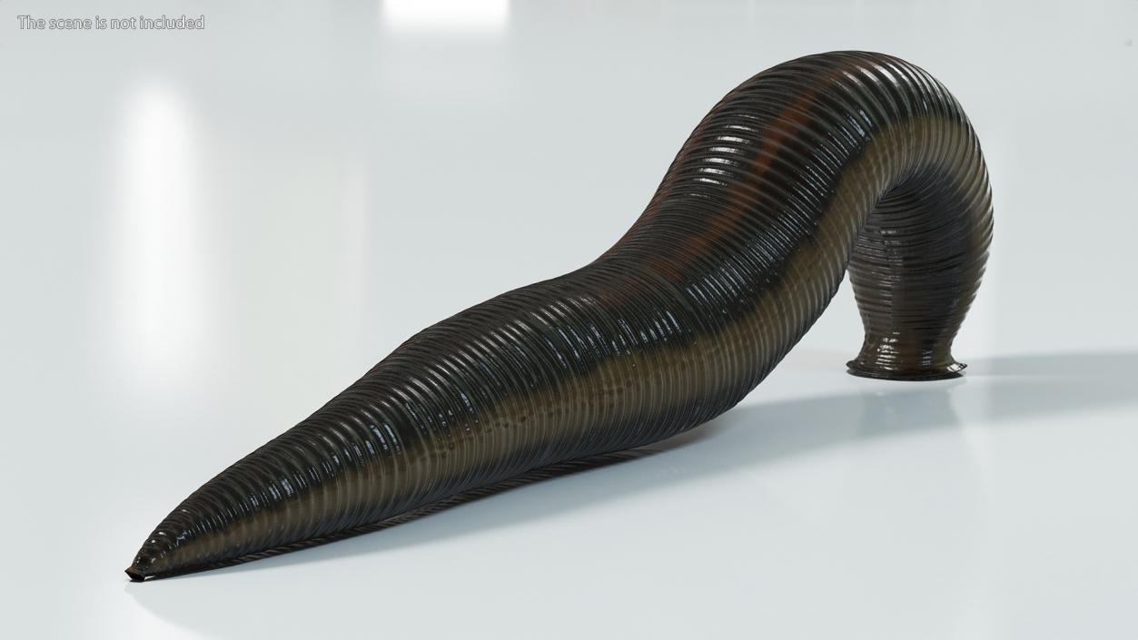 3D European Medicinal Leech Crawling model