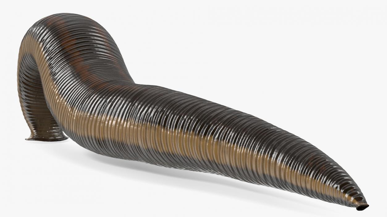 3D European Medicinal Leech Crawling model