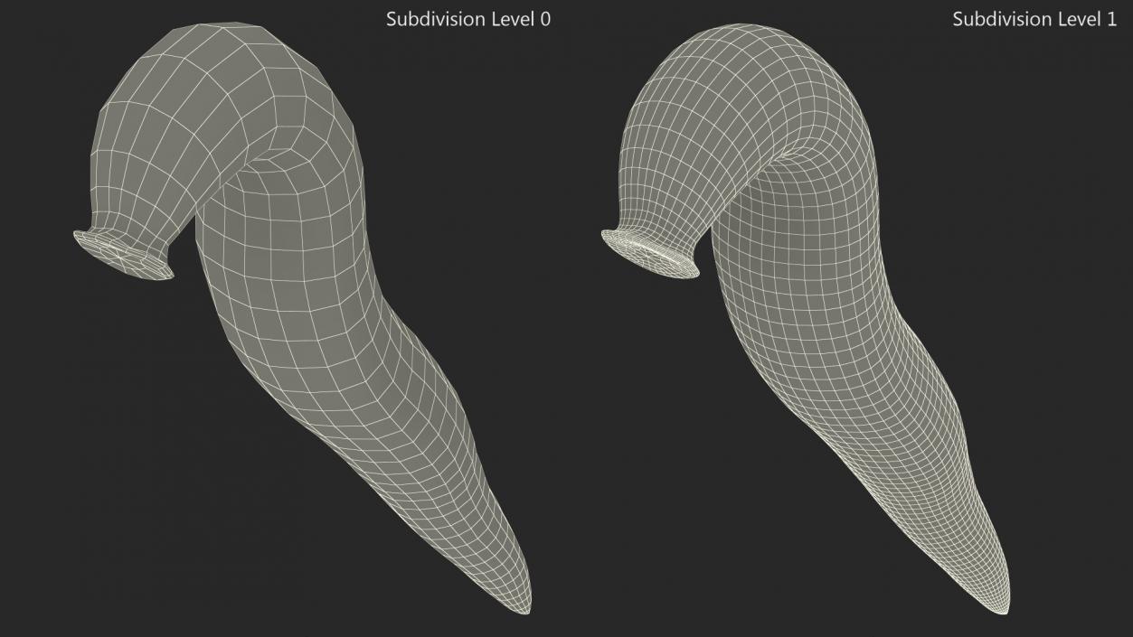 3D European Medicinal Leech Crawling model