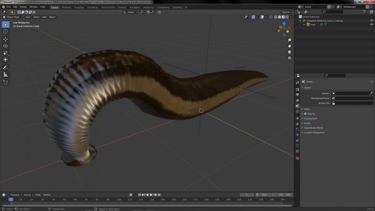 3D European Medicinal Leech Crawling model