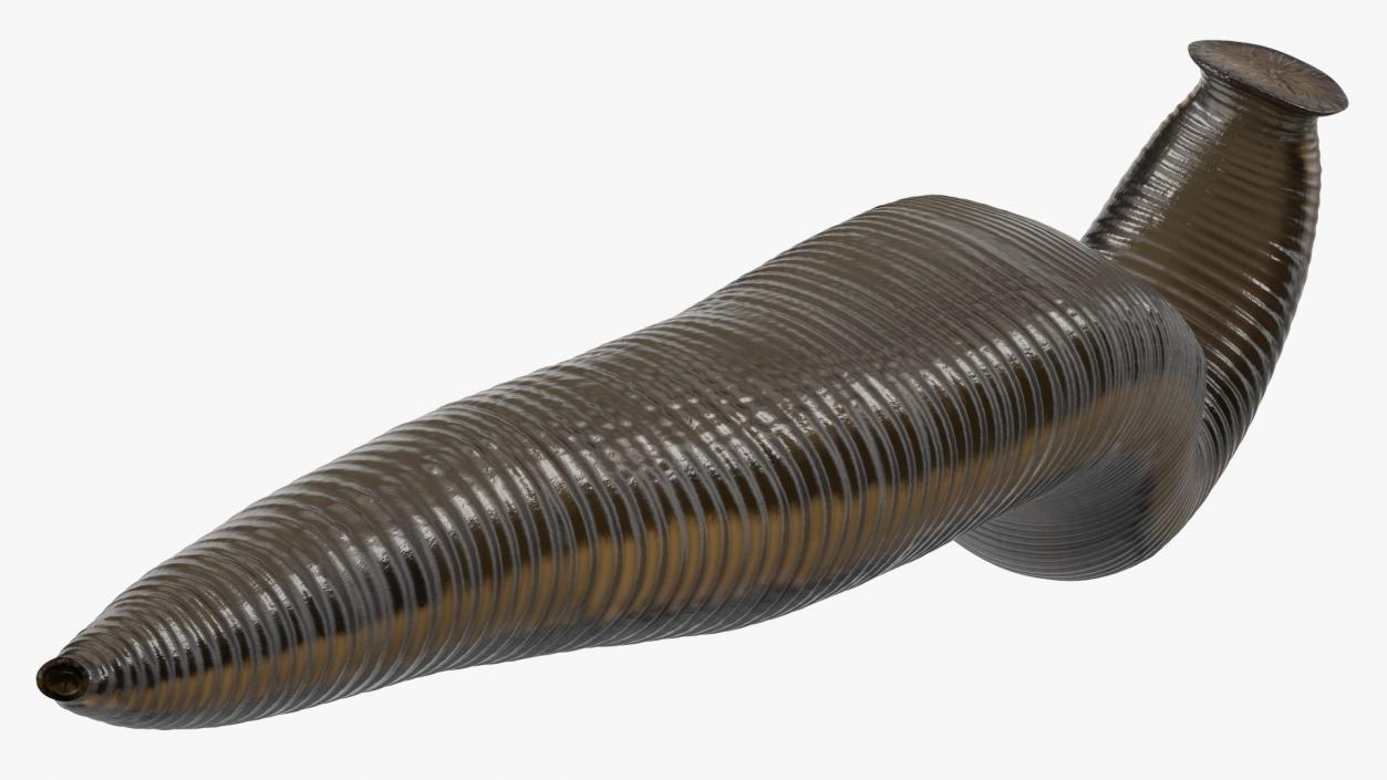 3D European Medicinal Leech Crawling model