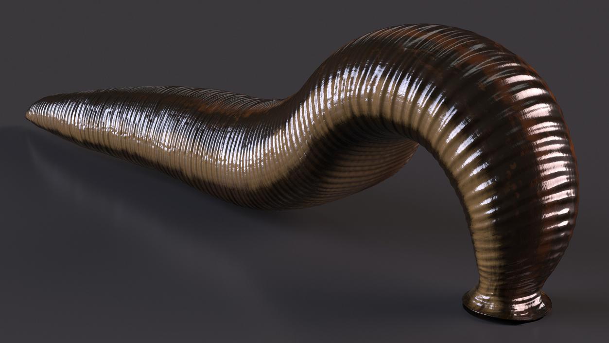 3D European Medicinal Leech Crawling model