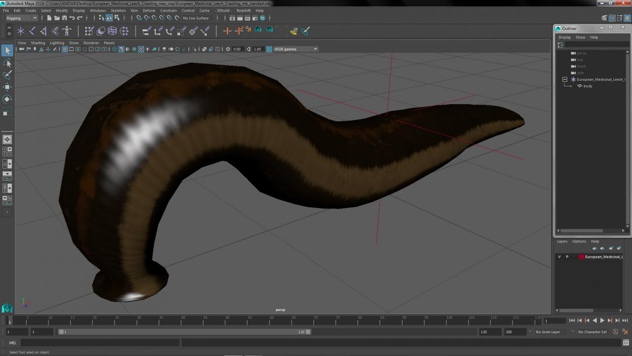 3D European Medicinal Leech Crawling model