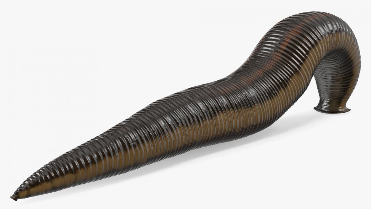 3D European Medicinal Leech Crawling model