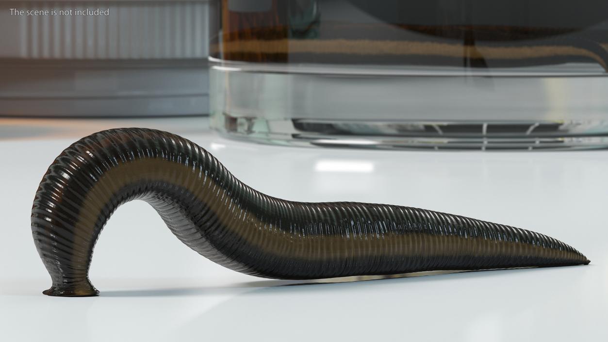 3D European Medicinal Leech Crawling model