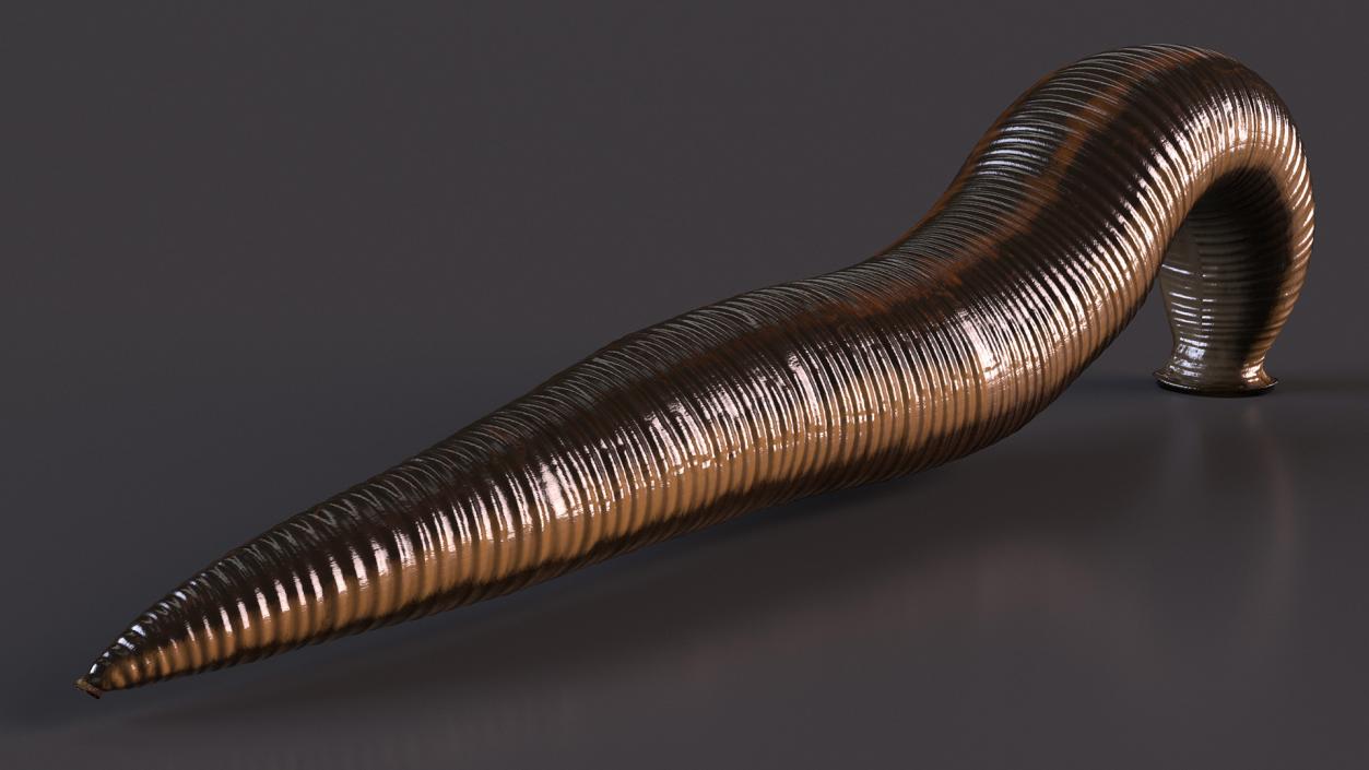 3D European Medicinal Leech Crawling model