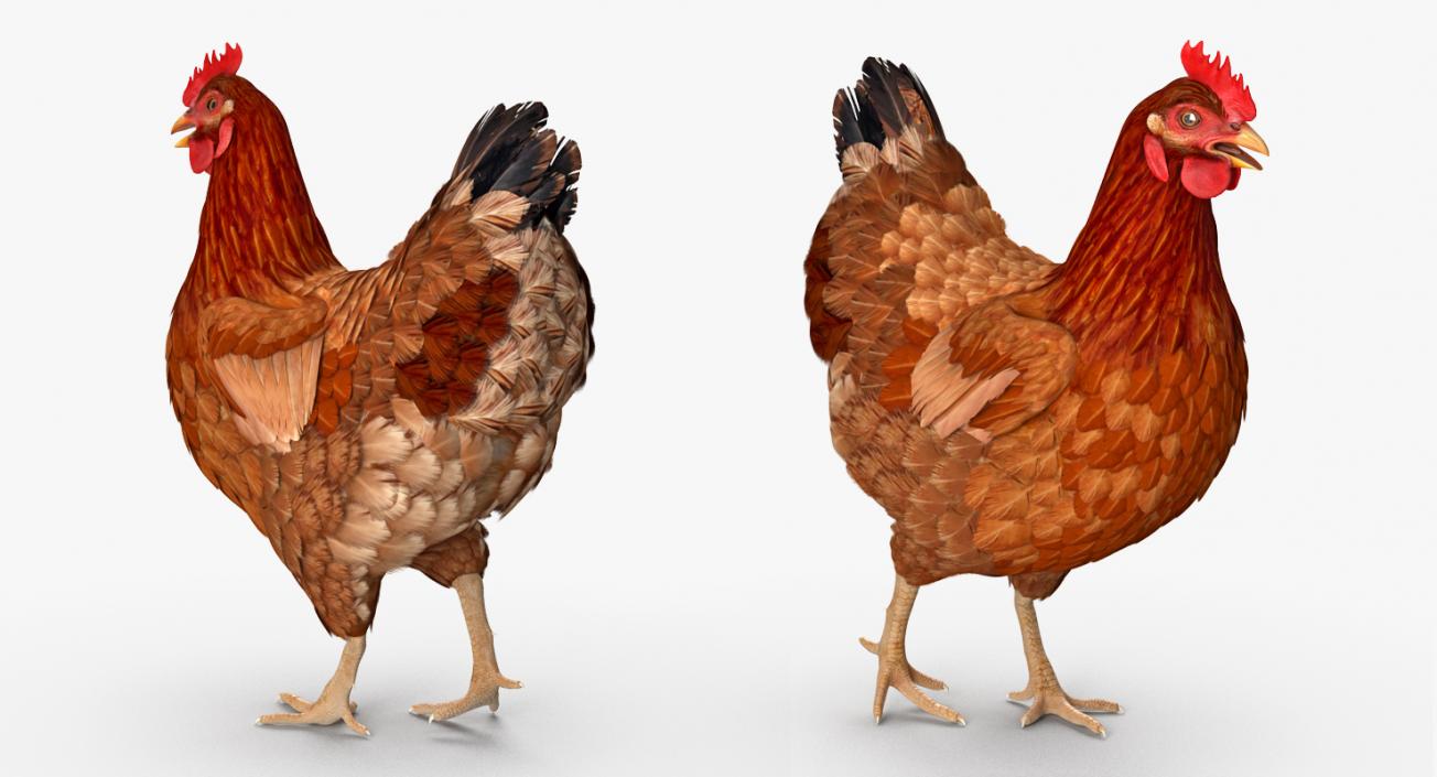 3D model Brown Chicken Rigged