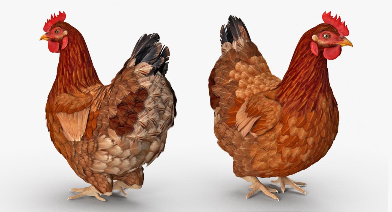 3D model Brown Chicken Rigged