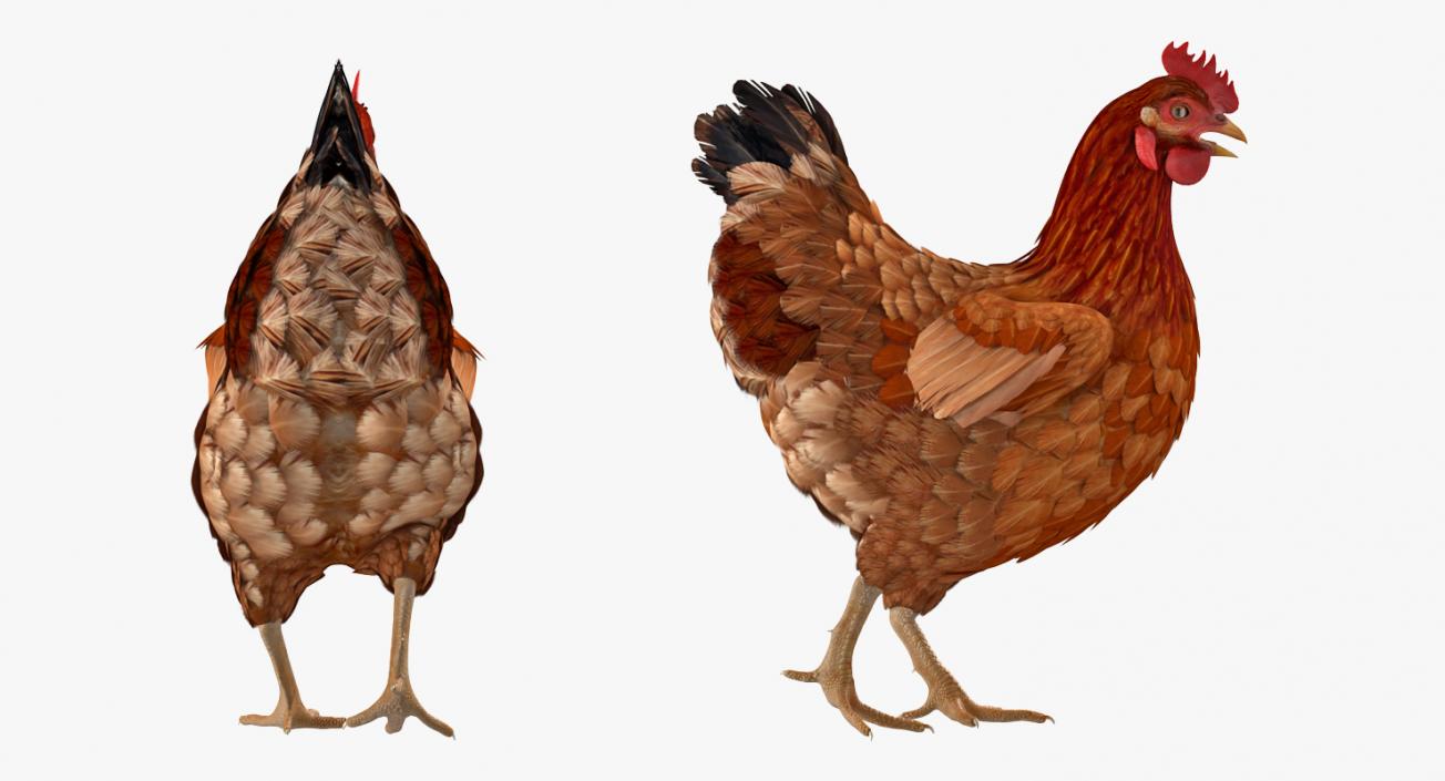 3D model Brown Chicken Rigged