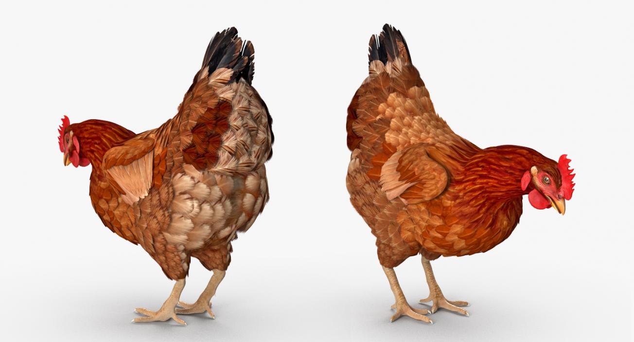 3D model Brown Chicken Rigged