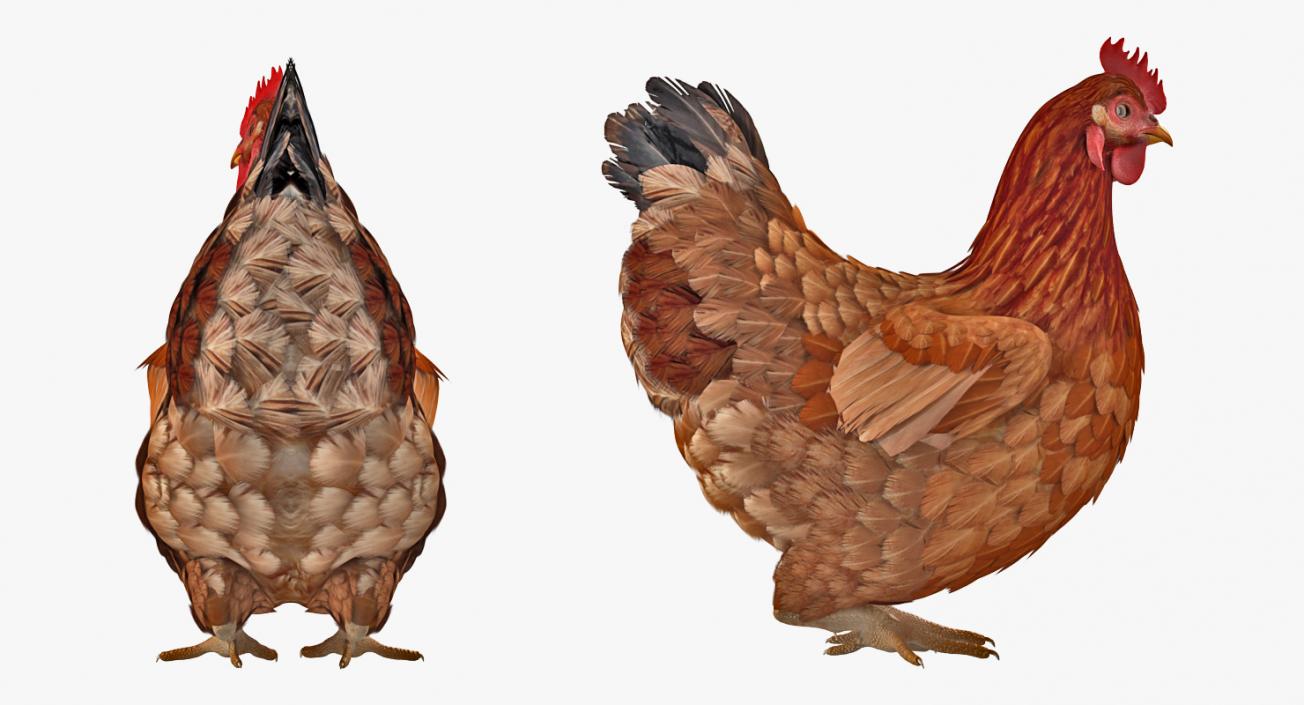 3D model Brown Chicken Rigged