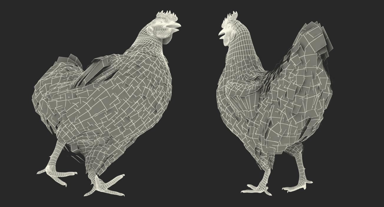 3D model Brown Chicken Rigged