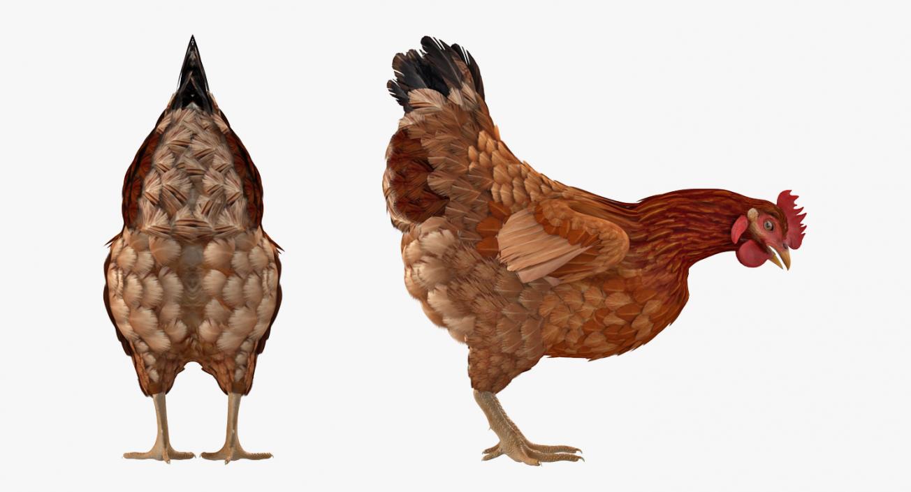 3D model Brown Chicken Rigged