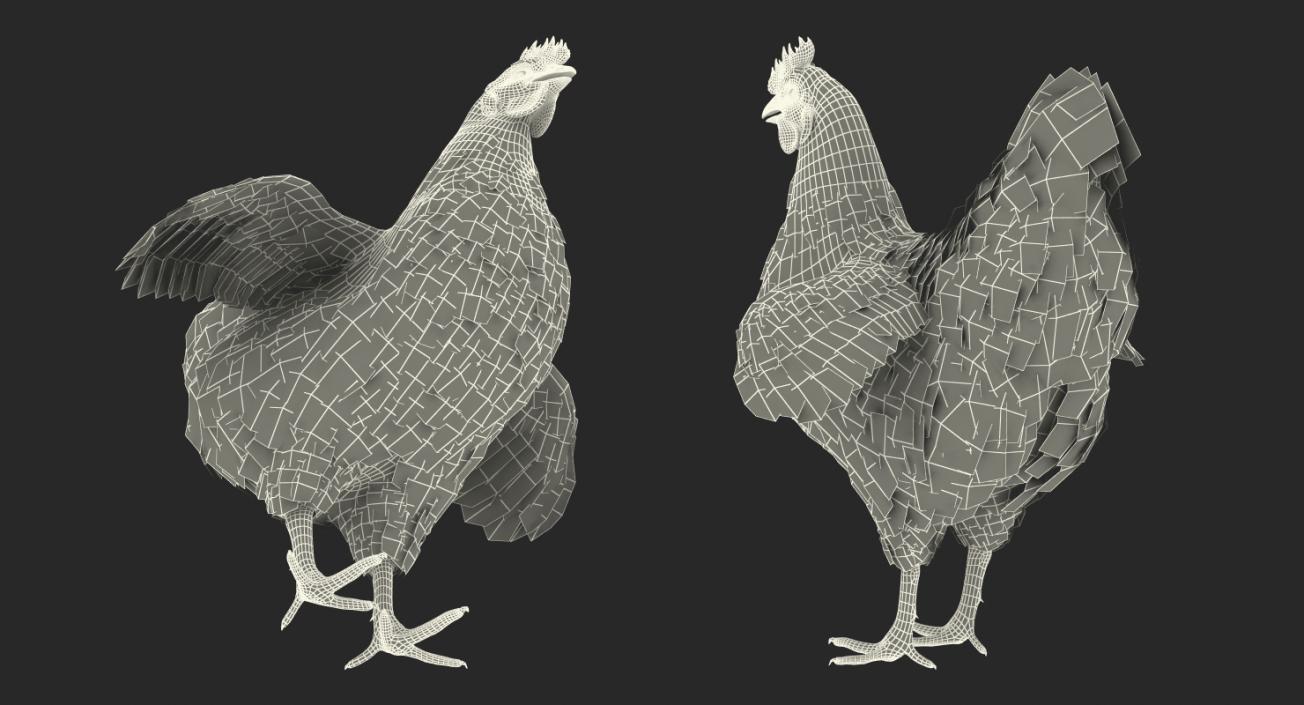 3D model Brown Chicken Rigged