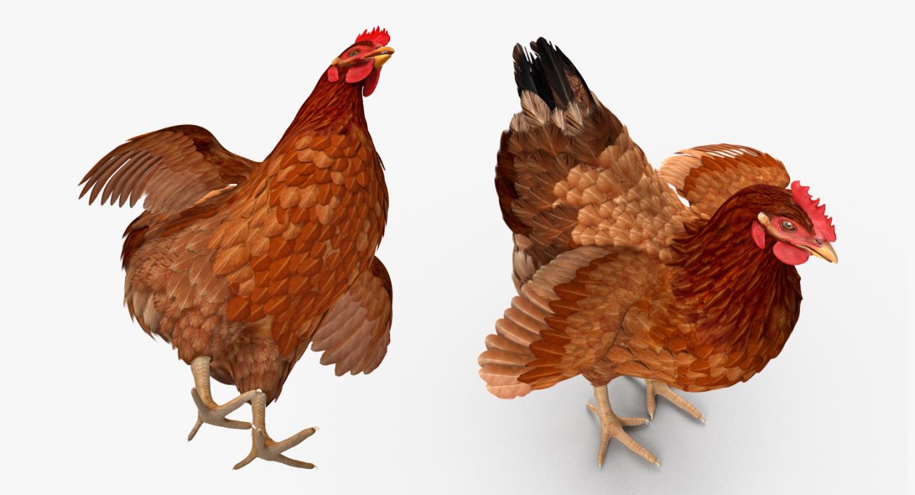 3D model Brown Chicken Rigged