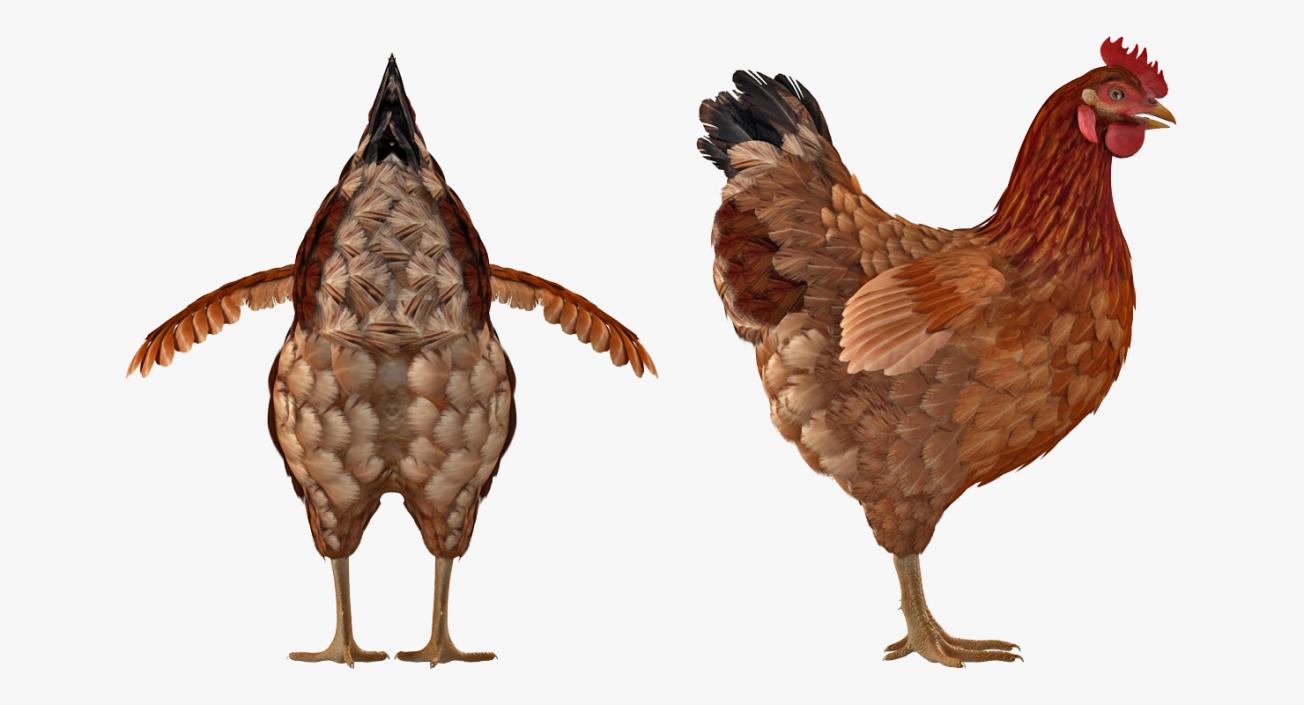 3D model Brown Chicken Rigged