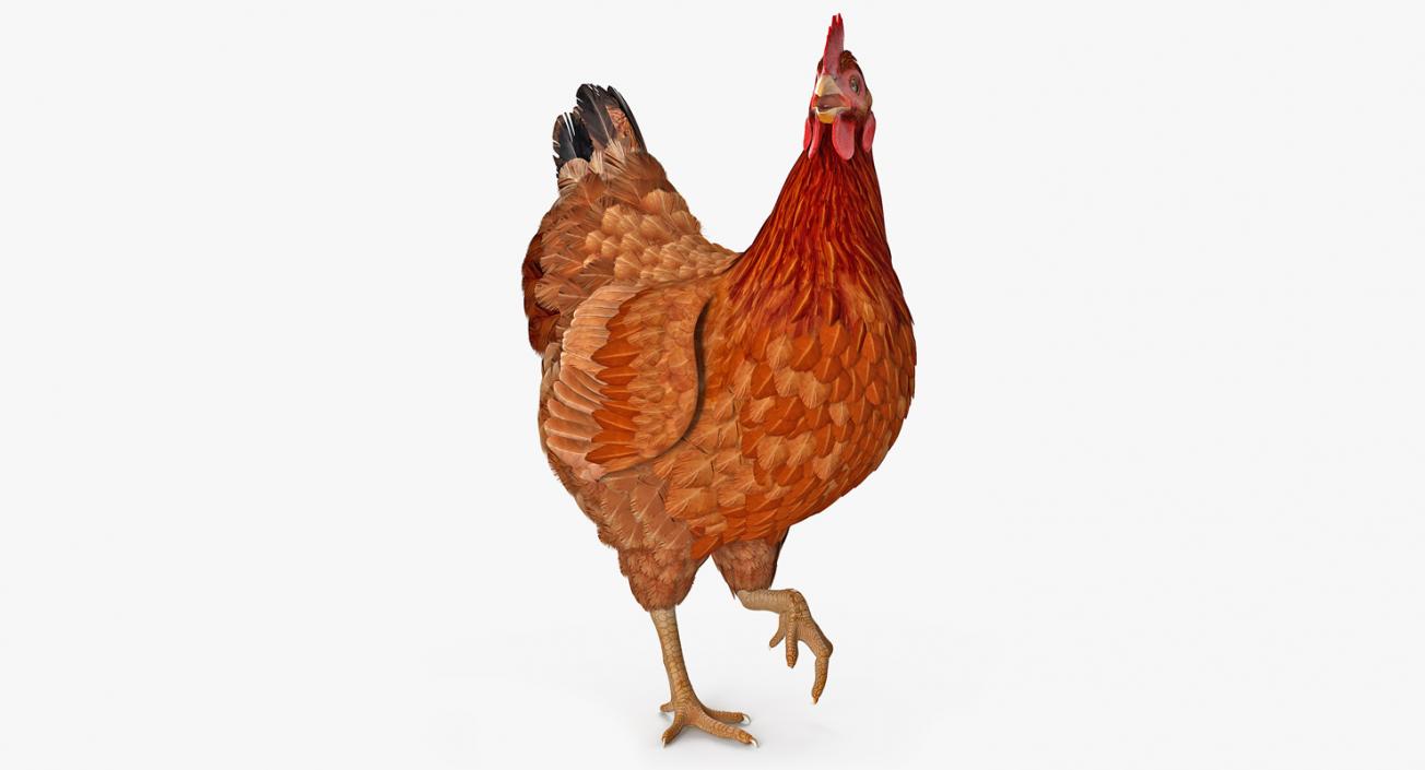 3D model Brown Chicken Rigged