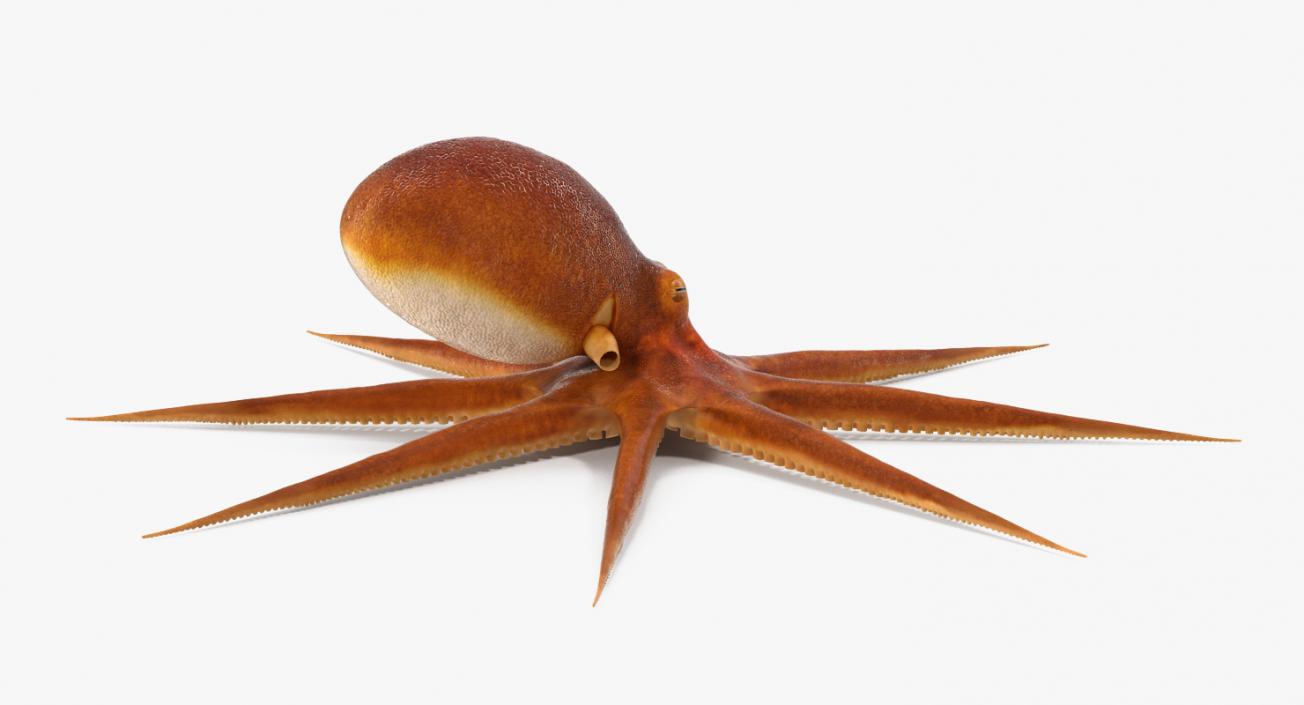 Octopus 3D model