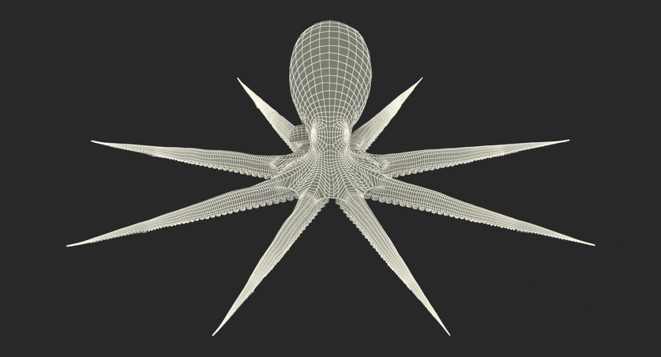 Octopus 3D model