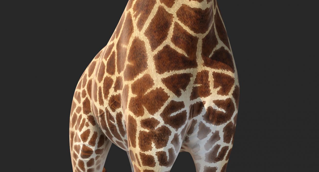 3D model African Giraffe