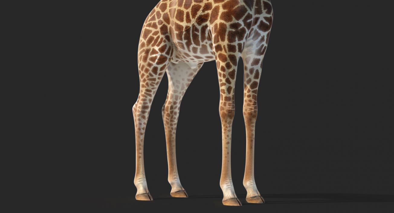 3D model African Giraffe