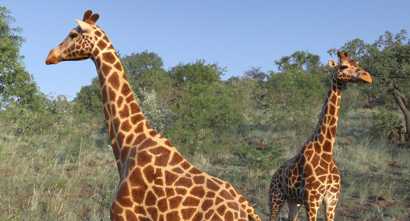 3D model African Giraffe