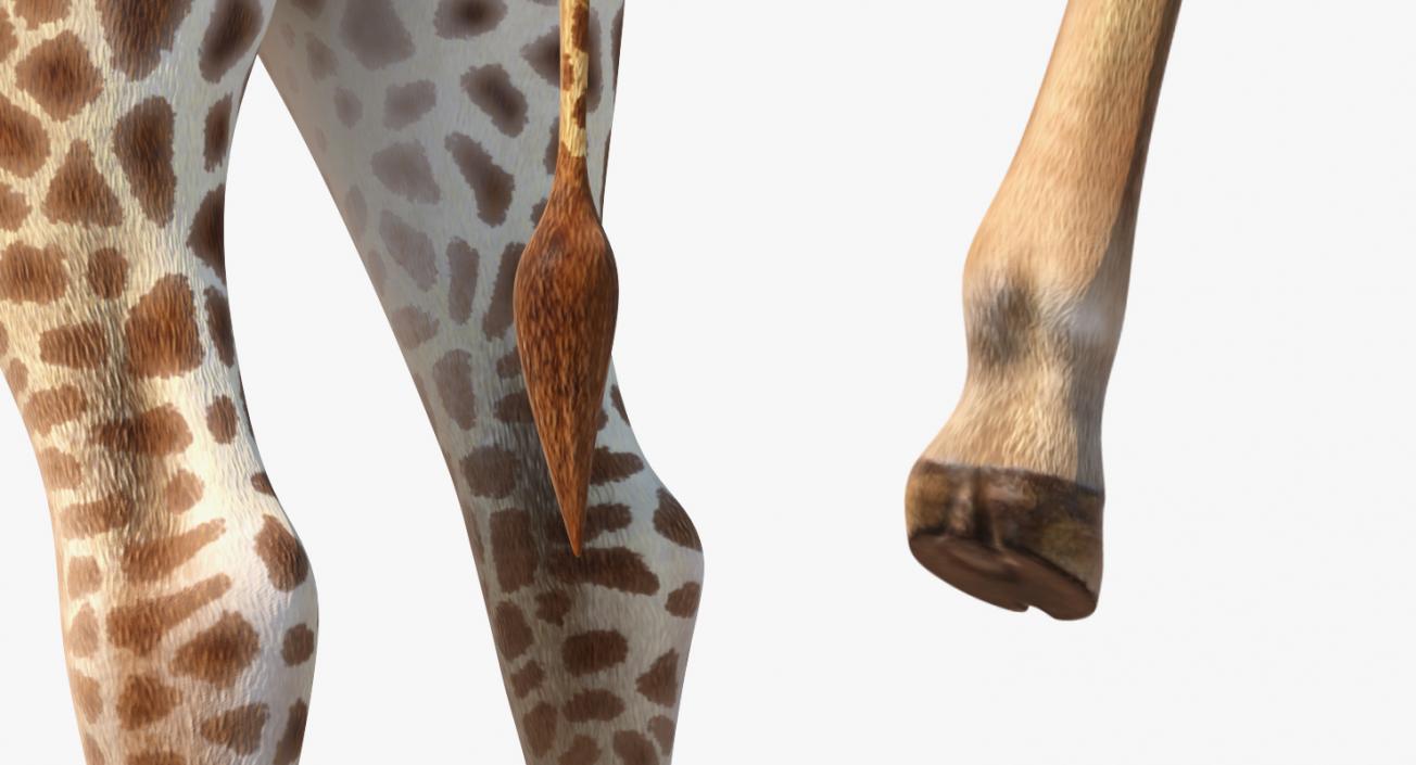 3D model African Giraffe