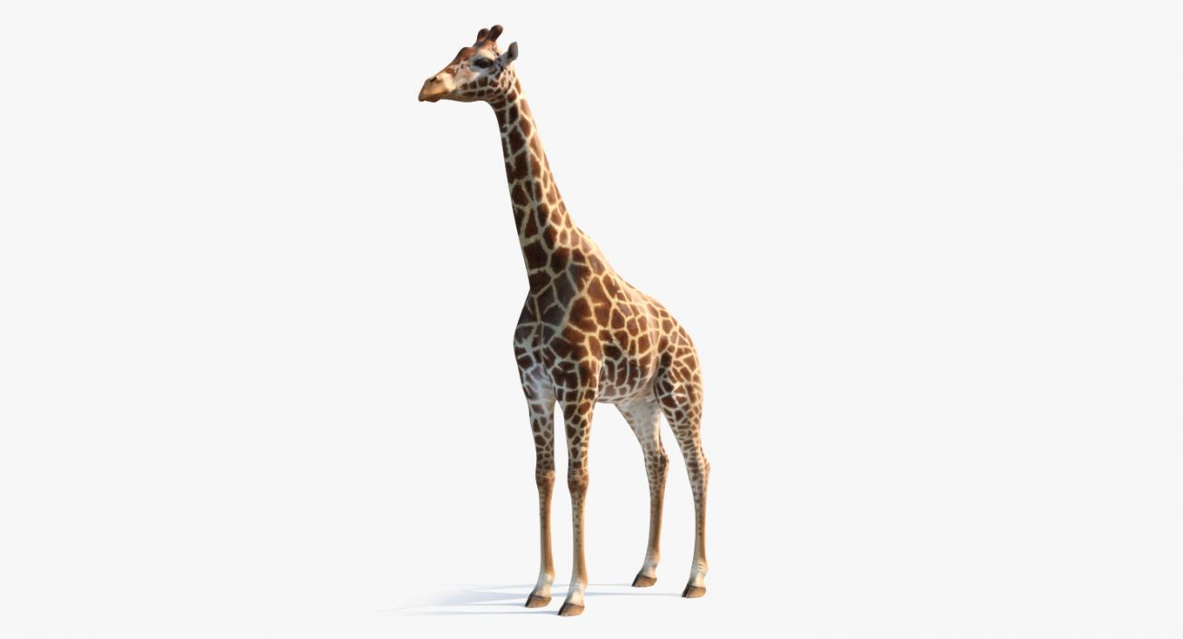 3D model African Giraffe