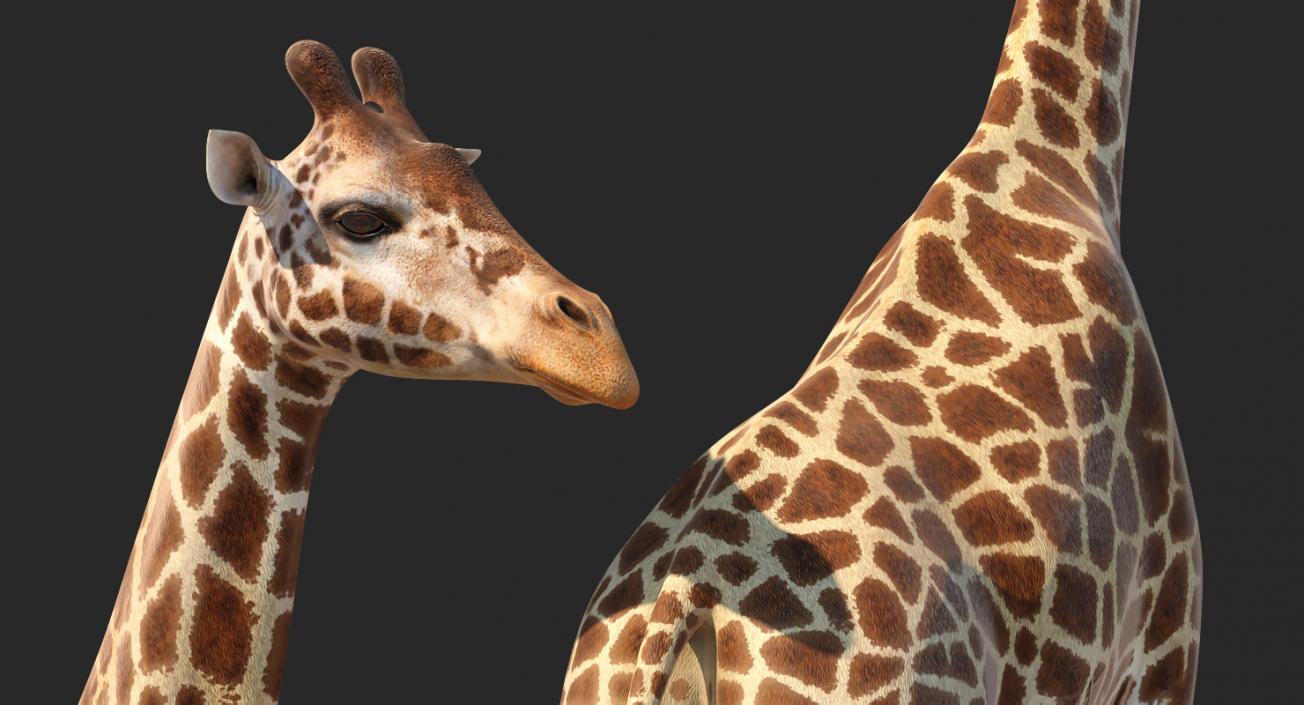 3D model African Giraffe