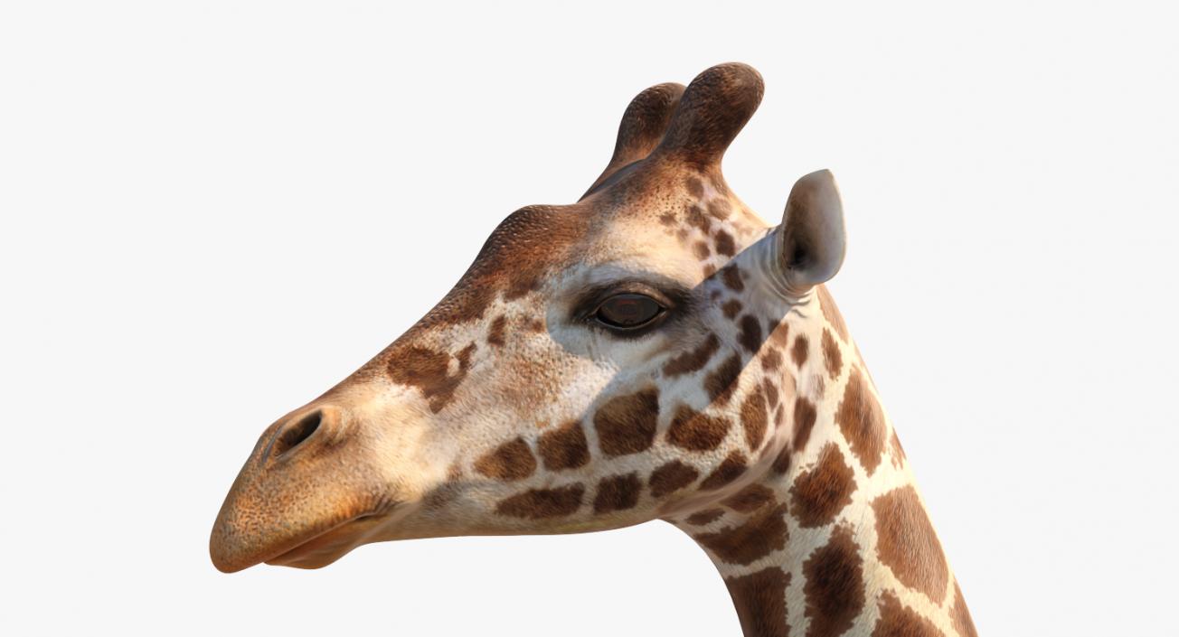 3D model African Giraffe