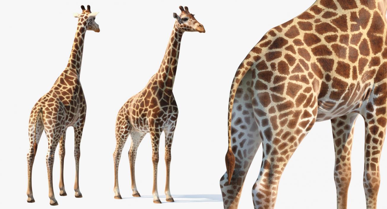 3D model African Giraffe