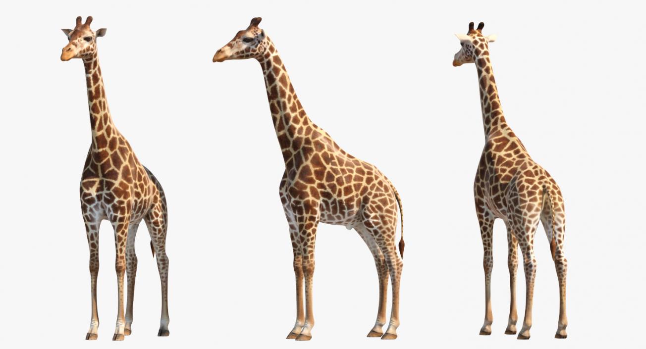 3D model African Giraffe