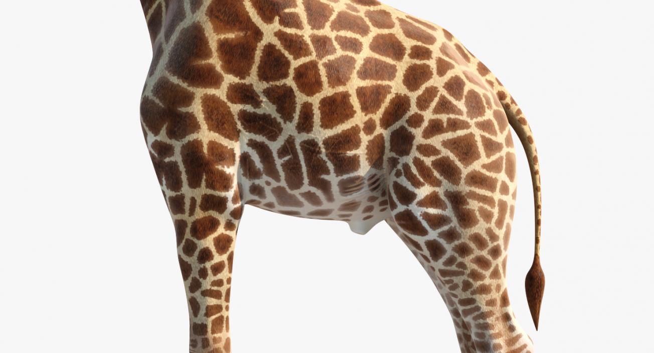 3D model African Giraffe