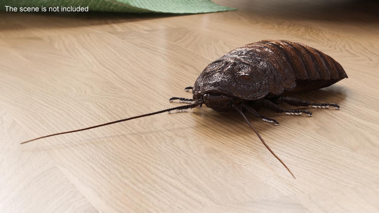 3D Brown Hooded Cockroach with Fur Rigged model