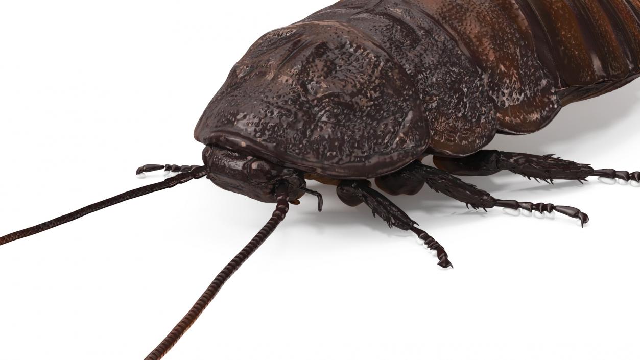 3D Brown Hooded Cockroach with Fur Rigged model