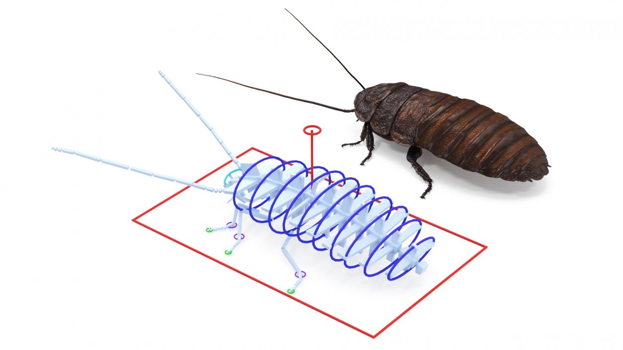 3D Brown Hooded Cockroach with Fur Rigged model