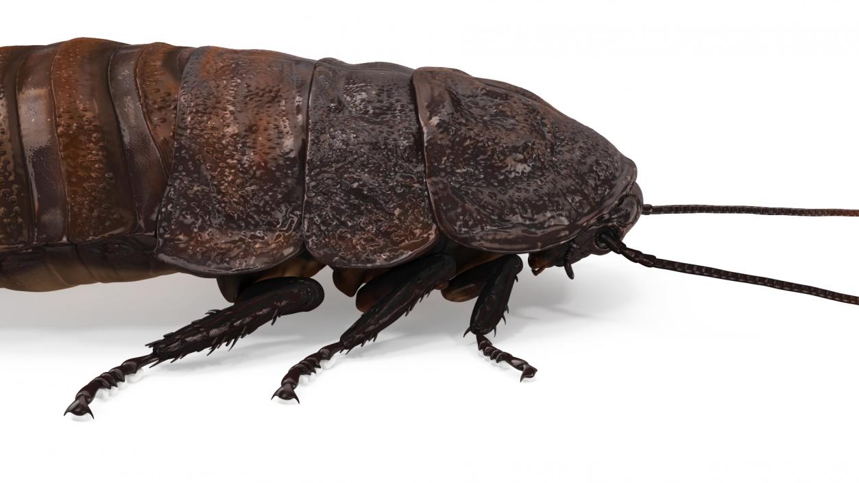 3D Brown Hooded Cockroach with Fur Rigged model