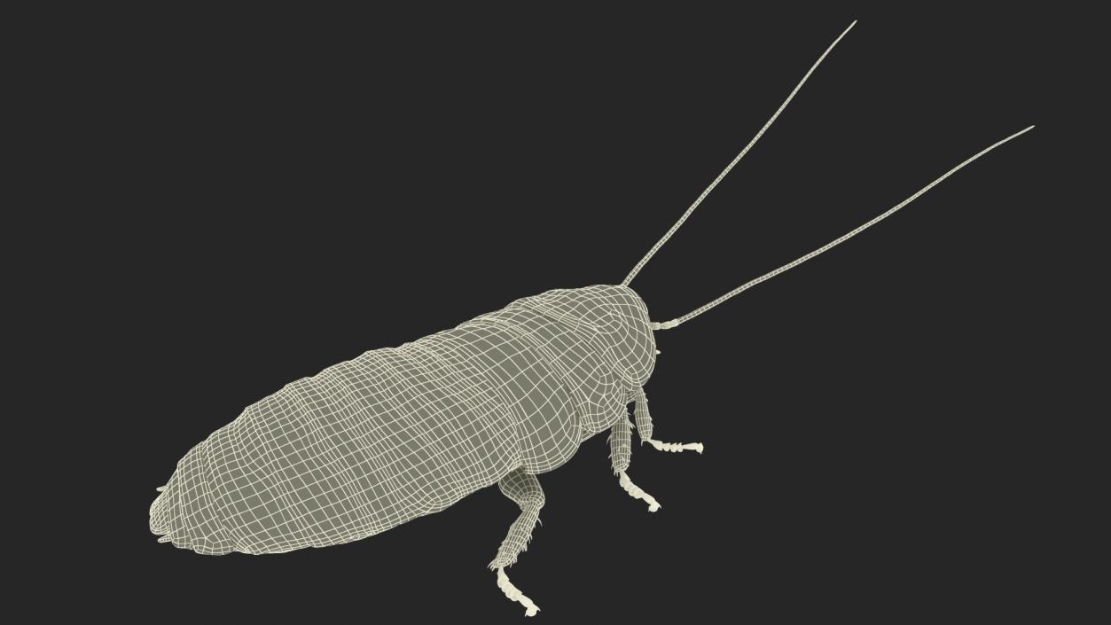 3D Brown Hooded Cockroach with Fur Rigged model