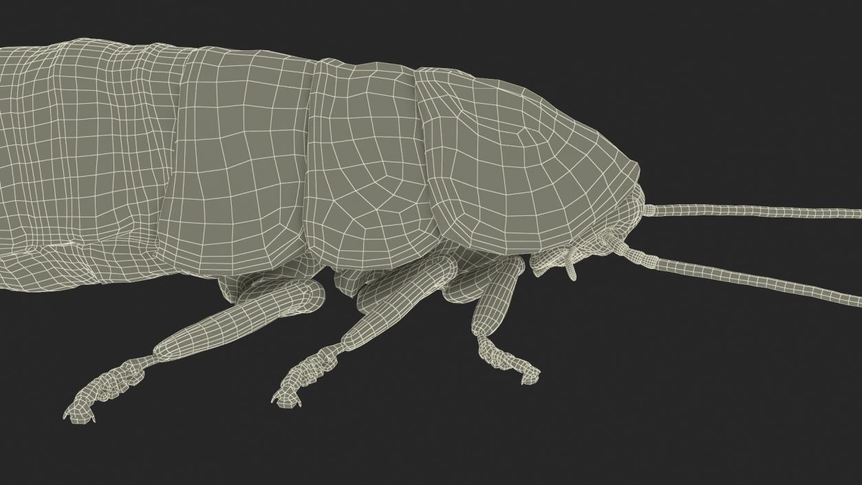 3D Brown Hooded Cockroach with Fur Rigged model