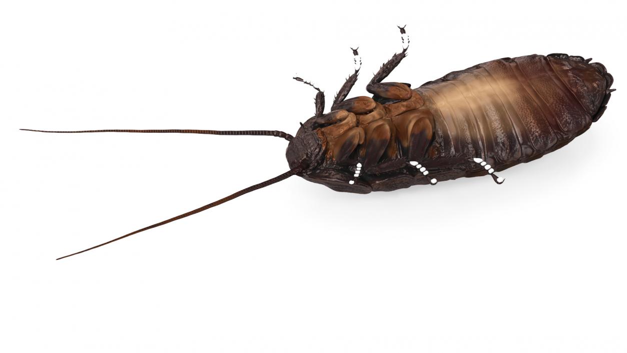 3D Brown Hooded Cockroach with Fur Rigged model