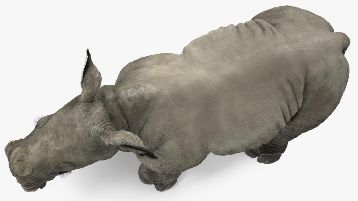 3D Rhino Baby Standing Pose Fur model