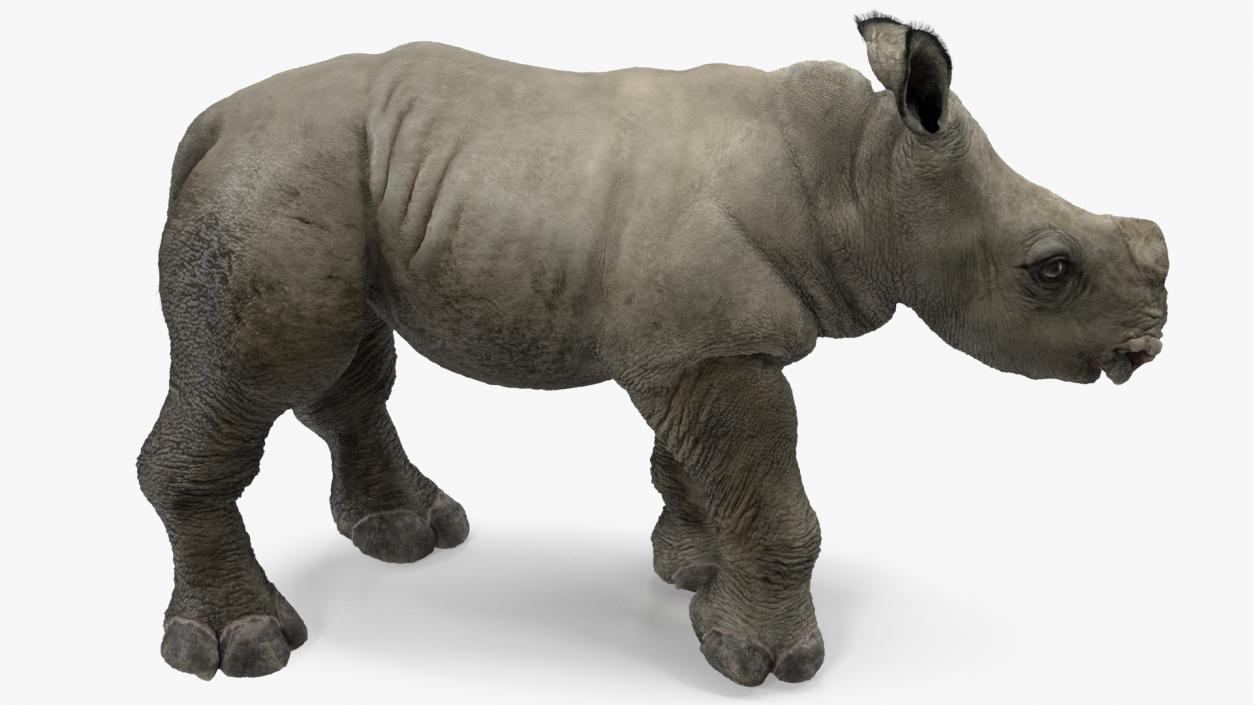 3D Rhino Baby Standing Pose Fur model