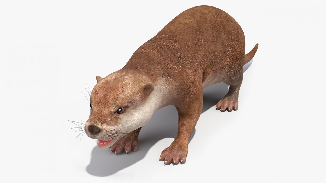 River Otter Basic Pose 3D