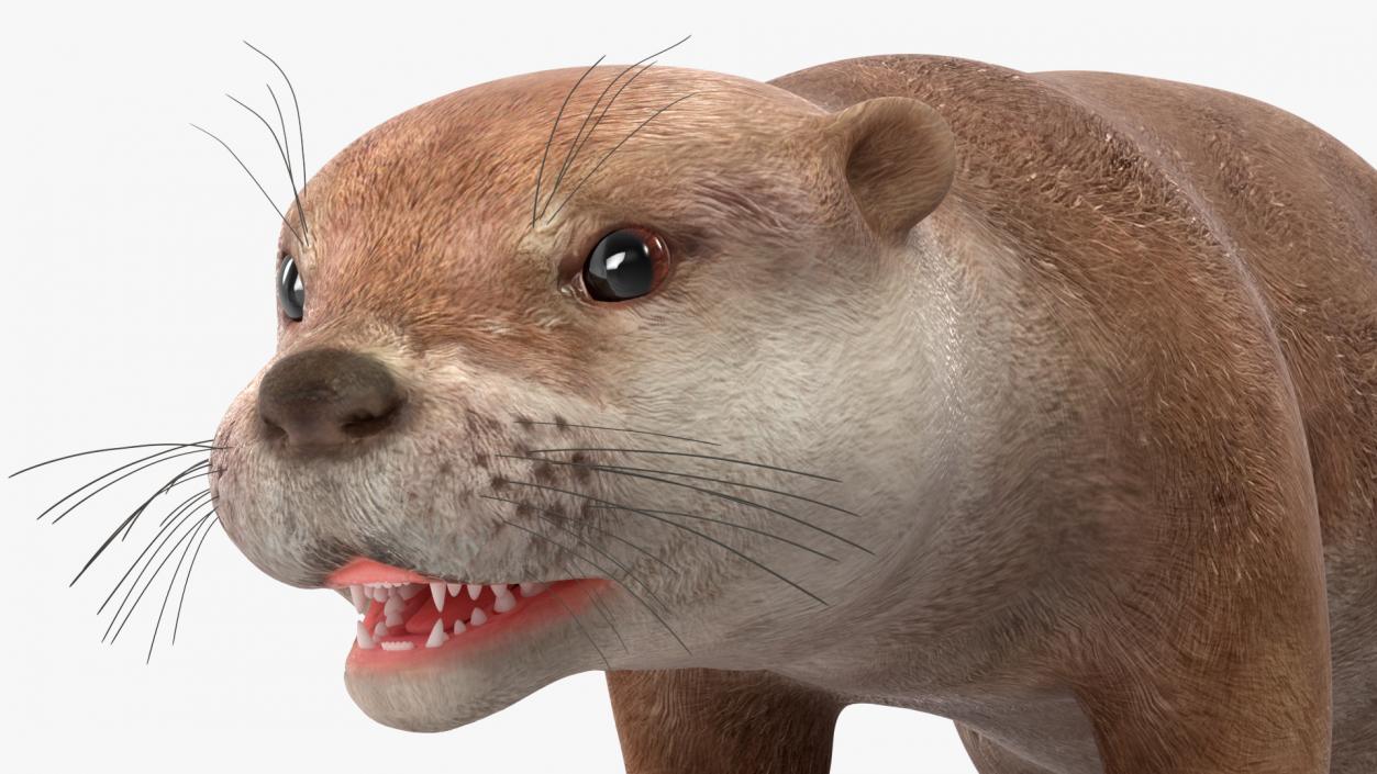 River Otter Basic Pose 3D