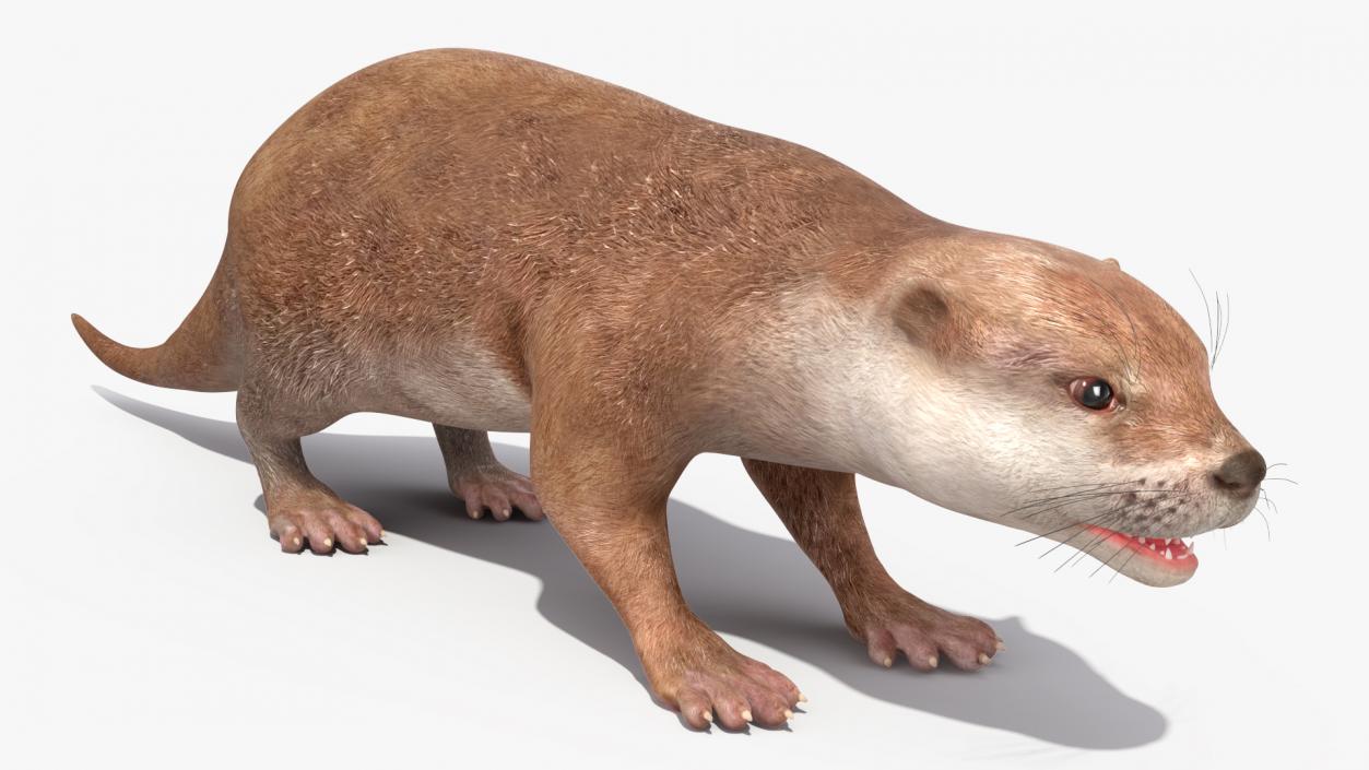 River Otter Basic Pose 3D