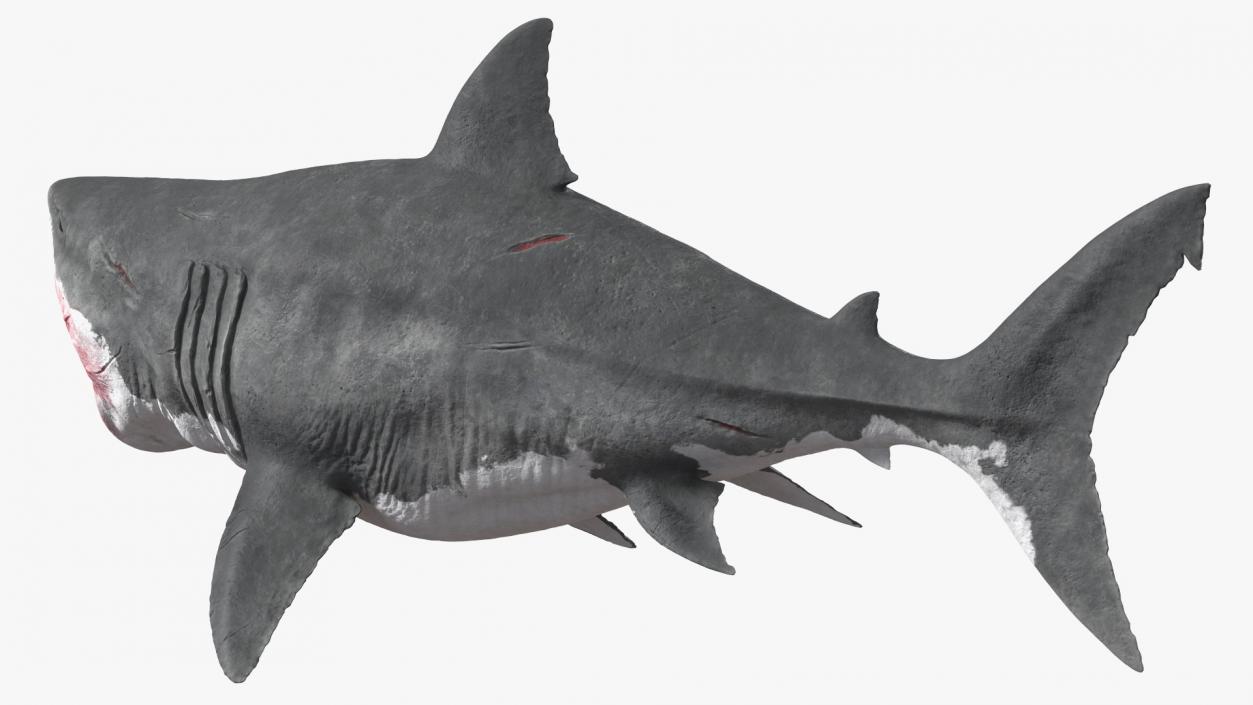 Megalodon Attacking Pose 3D model