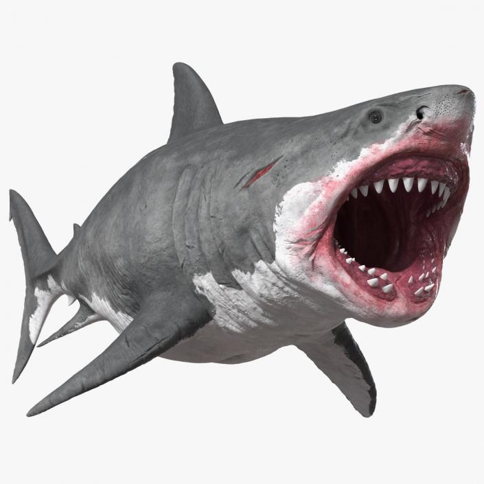 Megalodon Attacking Pose 3D model