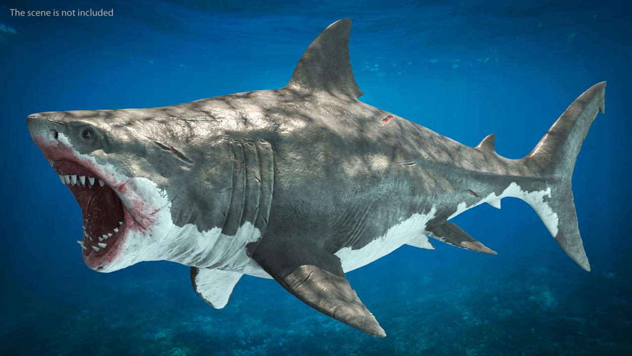 Megalodon Attacking Pose 3D model